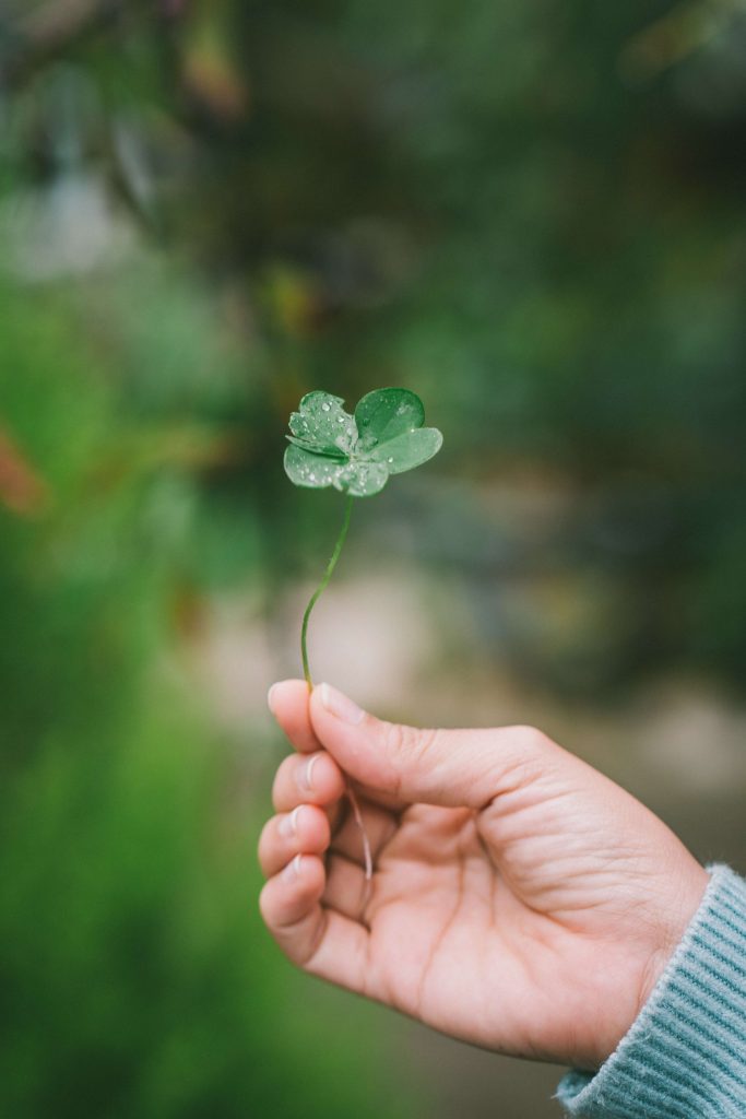 Hand hold 4 leaf clover